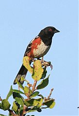 Spotted Towhee